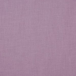 Anglo Lilac